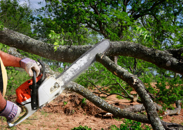 Best Storm Damage Tree Cleanup  in Northville, MI